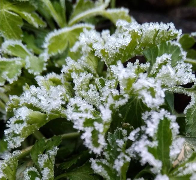 Зима встретилась с весной: в Мариуполе зелень и цветы припорошило снегом