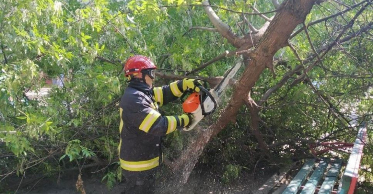 Большая ветка дерева упала на проезжую часть в центре Мариуполя