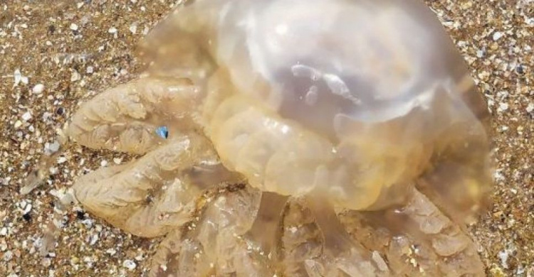 Медузы жгут: отдыхающие страдают на побережье Мариуполя