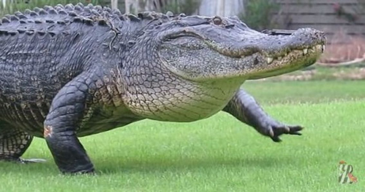 Прогулку гигантского аллигатора сняли на видео (ФОТО+ВИДЕО)