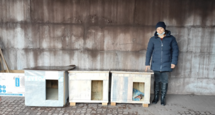 Мариупольцев призывают сделать зиму бездомных животных теплее