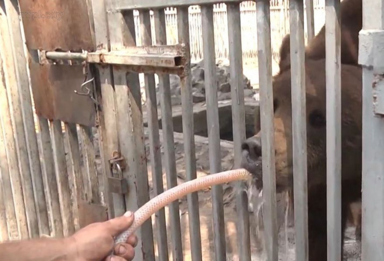 Как спасаются от жары обитатели мариупольского зоопарка (ФОТО)