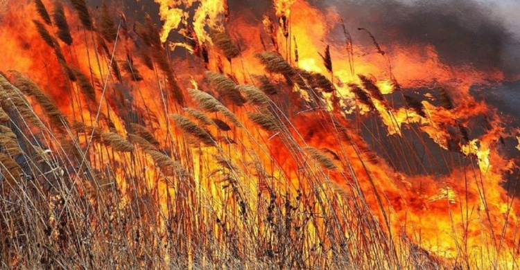 В Мариуполе горели камыши: пожар охватил 1 га территории (ВИДЕО)