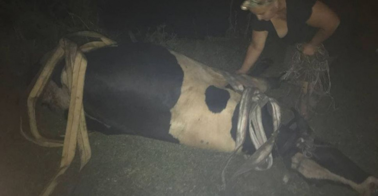 На Донетчине спасатели спецтехникой и пожарными рукавами тянули корову из грязи