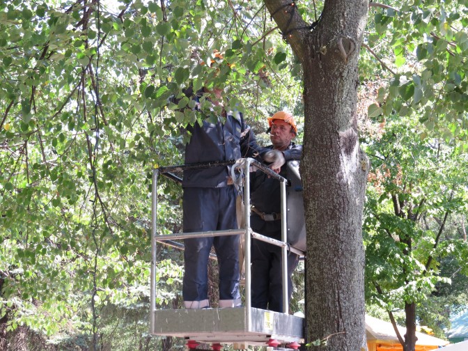 В  Мариуполе кроны деревьев украсили 12 километров гирлянд (ФОТО)