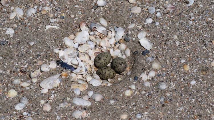 Сезон гнездования на побережье вблизи Мариуполя: отдыхающих просят сохранить жизнь птенцам