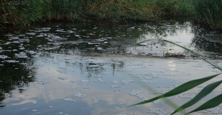 Исследования погибшей рыбы в реке под Мариуполем показали патологоанатомические изменения