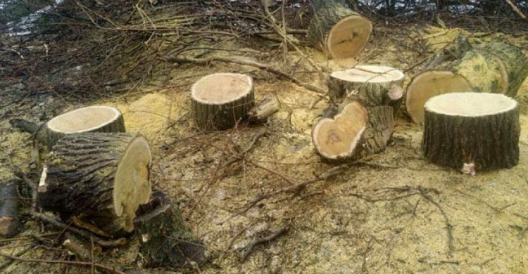 В Мариуполе неизвестные пилили деревья (ФОТО)