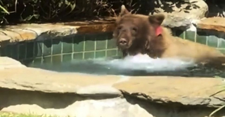 Медведь решил насладиться джакузи: хит Сети (ВИДЕО)