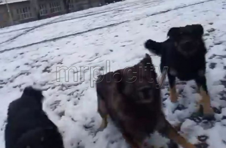 Разъяренные собаки накинулись на женщину с ребенком возле школы в Мариуполе
