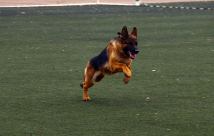 В Мариуполе служебные собаки соревновались под звуки выстрелов (ФОТО)