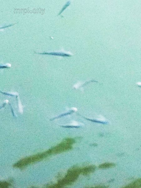 В пасхальное воскресенье море у Мариуполя кишело рыбой (ФОТО+ВИДЕО)