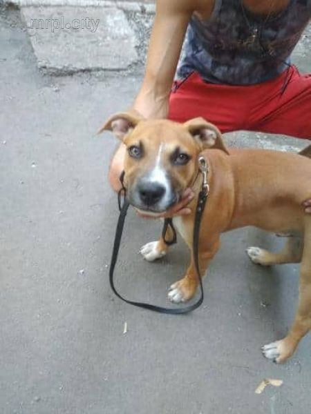 Заберите, или сдохнет: в Мариуполе хозяева бросили породистого щенка привязанным к дереву (ФОТО)