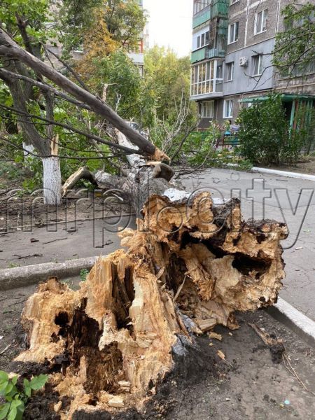 В Мариуполе возле жилого дома упало дерево: разбит автомобиль (ФОТОФАКТ)