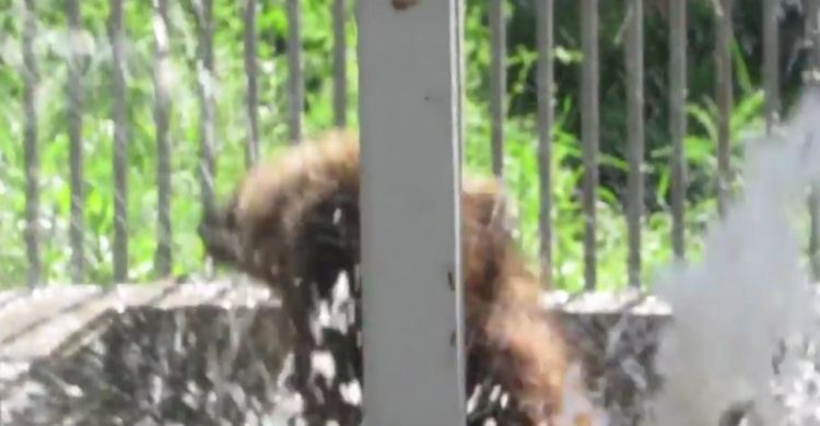  Жара: медведь в Мариуполе устроил мокрое светопредставление (ВИДЕО)