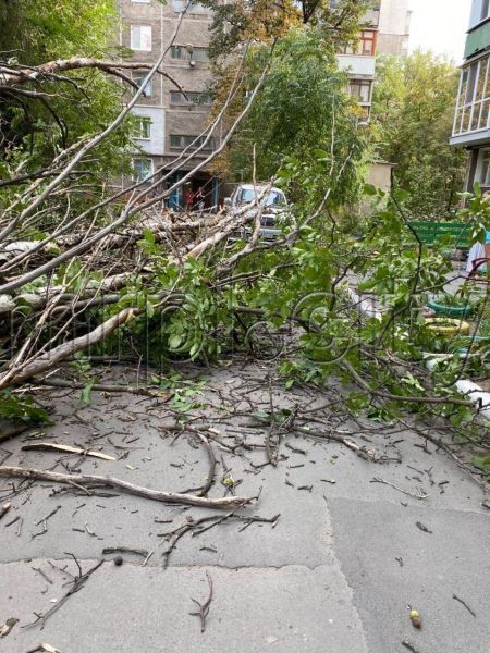 В Мариуполе возле жилого дома упало дерево: разбит автомобиль (ФОТОФАКТ)