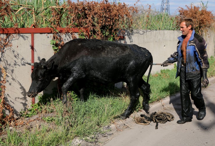 В Мариуполе спасли корову, свалившуюся в глубокую канаву (ФОТО)