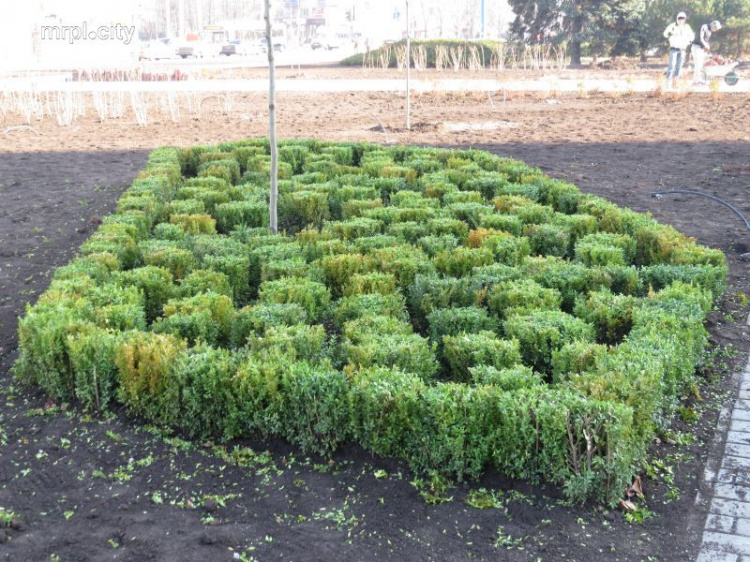 Центральную площадь Мариуполя украсили более 4000 новых растений
