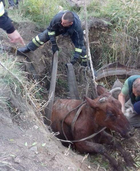 В празднующем Мариуполе спасали крупное животное, попавшее в западню (ФОТО)