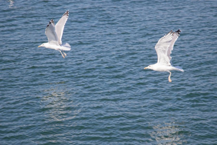 Чайки, бакланы и дикие утки: в Мариупольском порту живут тысячи «пернатых» (ФОТО+ВИДЕО)