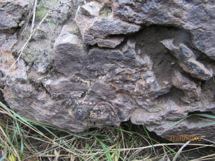 В Донецкой области древние окаменелости возрастом 300 млн лет выставили на продажу (ФОТО)