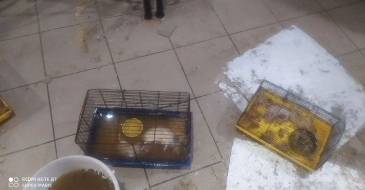 В Мариуполе затопило зоомагазин, погибли животные (18+)