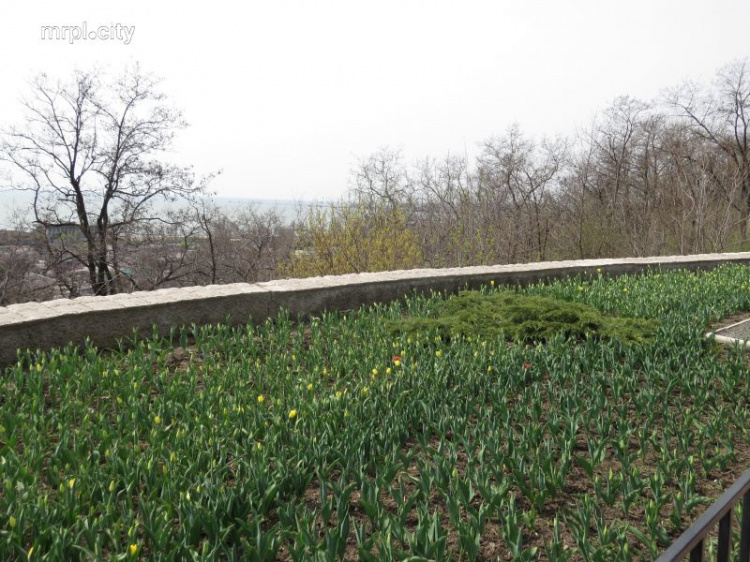 В Мариуполе распускаются цветочные картины из более 20 тыс. тюльпанов (ФОТО)