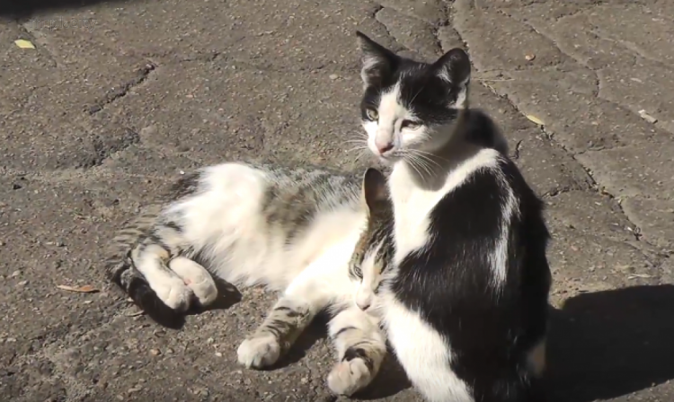 Мариупольцам показали 50 оттенков уличных котиков (ФОТО+ВИДЕО)