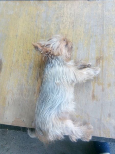 В Мариуполе мужчина забил ногами собаку (ФОТО 18+)