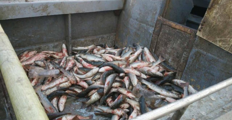 Под Мариуполем браконьеры выловили около 200 кг рыбы (ВИДЕО)