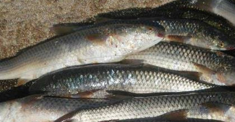Под Мариуполем браконьеры наловили рыбы на 56 тысяч гривен
