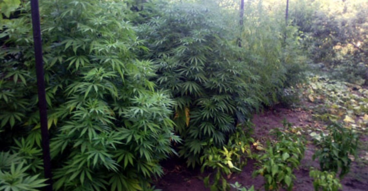 Полицейские за два месяца изъяли 9 тысяч наркосодержащих растений