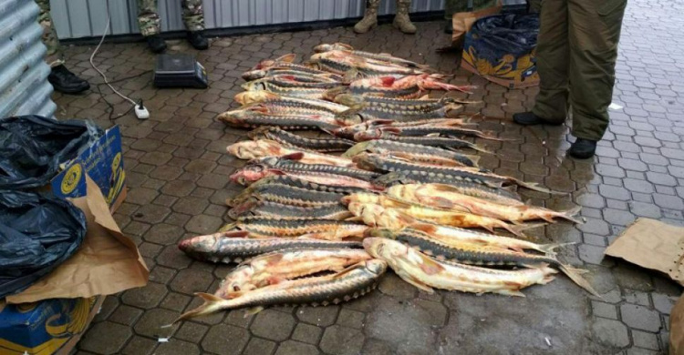 На участке дороги Мариуполь – Мангуш полиция получила «улов» в сотни килограммов красной рыбы