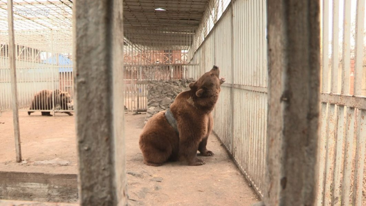 В Мариуполе освободили из «петли» бурого медведя (ФОТО+ВИДЕО)