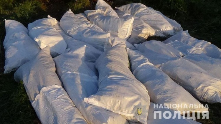 В Донецкой области полицейские нашли плантацию конопли из 4700 кустов