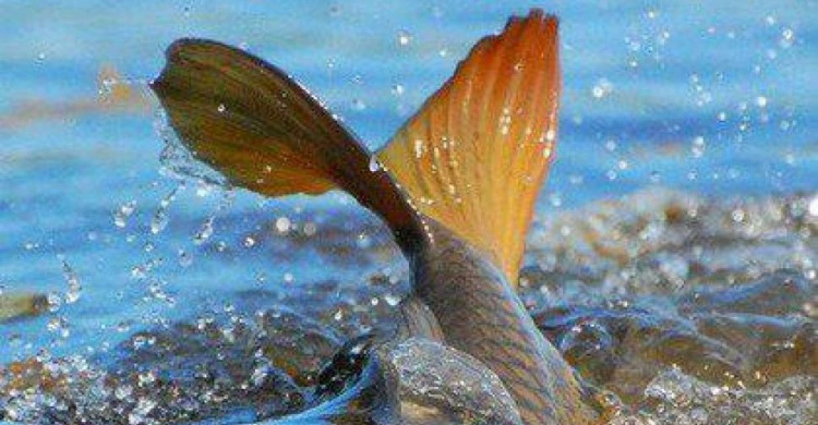 Мариупольцам запрещен вылов рыбы и раков?