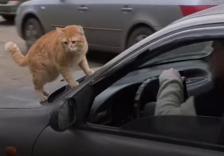 Хвостатый таксист. В харьковской службе такси рыжий кот «возит» пассажиров (ФОТО+ВИДЕО)