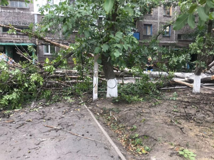 В Мариуполе возле жилого дома упало дерево: разбит автомобиль (ФОТОФАКТ)