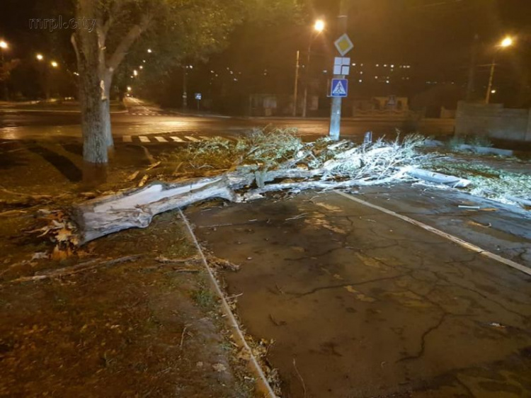Штормовой ветер свалил большое дерево на дорогу в Мариуполе