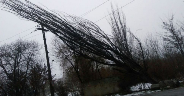 Большой тополь рухнул на электропровода над проезжей частью в Мариуполе