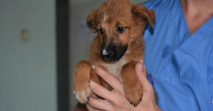 В Мариуполе с моста сбросили двухмесячного щенка: его спасли и привезли в приют (ФОТО)