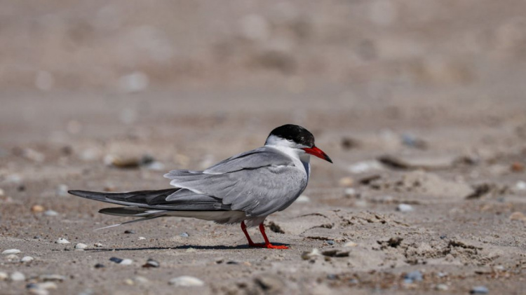 Сезон гнездования на побережье вблизи Мариуполя: отдыхающих просят сохранить жизнь птенцам