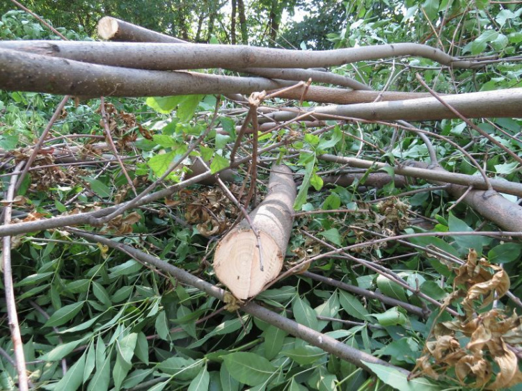 В центре Мариуполя вырезали более 25 деревьев для наведения порядка в зелёной зоне (ФОТОФАКТ)