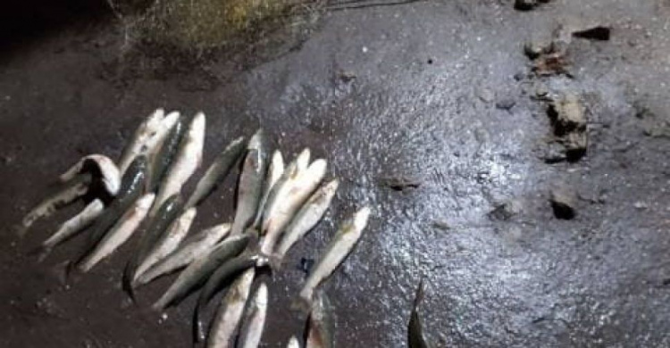 В двух районах Мариуполя с крупным уловом поймали браконьеров