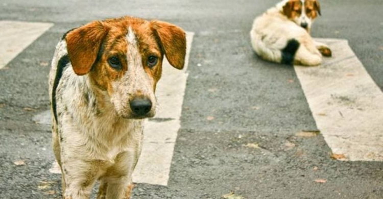 В Мариуполе проводят пересчет бездомных животных