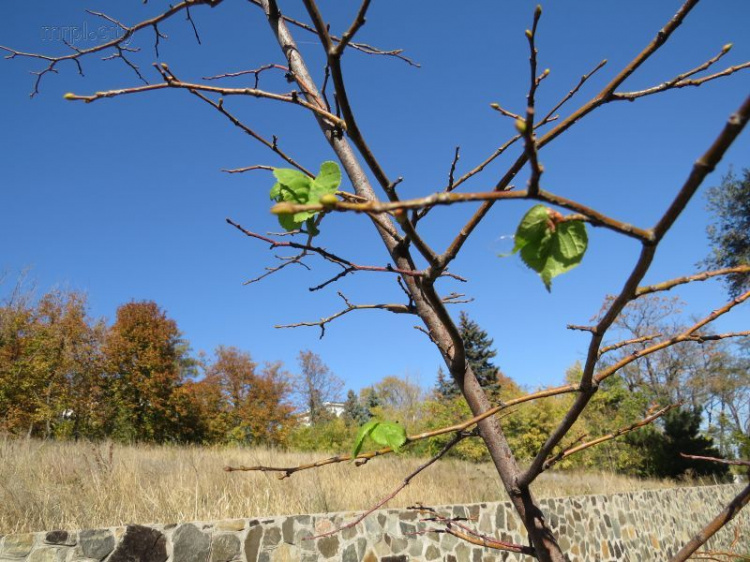 Аномалия: В Мариуполе зацвели одуванчики, а на деревьях появились свежие листья (ФОТО+ВИДЕО)
