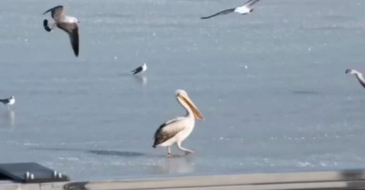 В Мариуполе на замерзшем море замечен пеликан