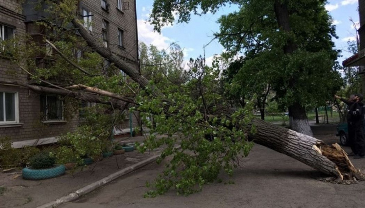 В Мариуполе штормовой ветер валит деревья (ФОТО)