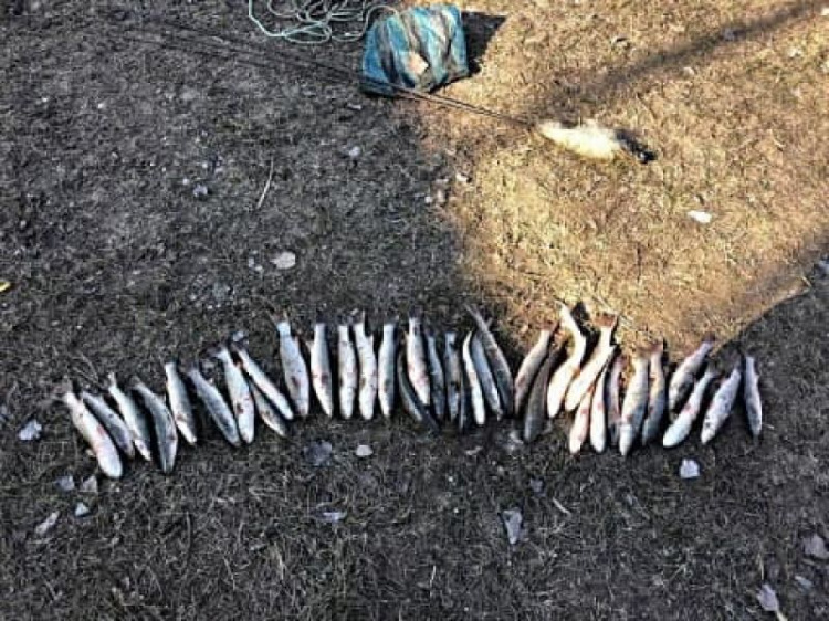 Незаконная рыбалка: в Мариуполе задержали браконьера с уловом на 23 тысячи гривен