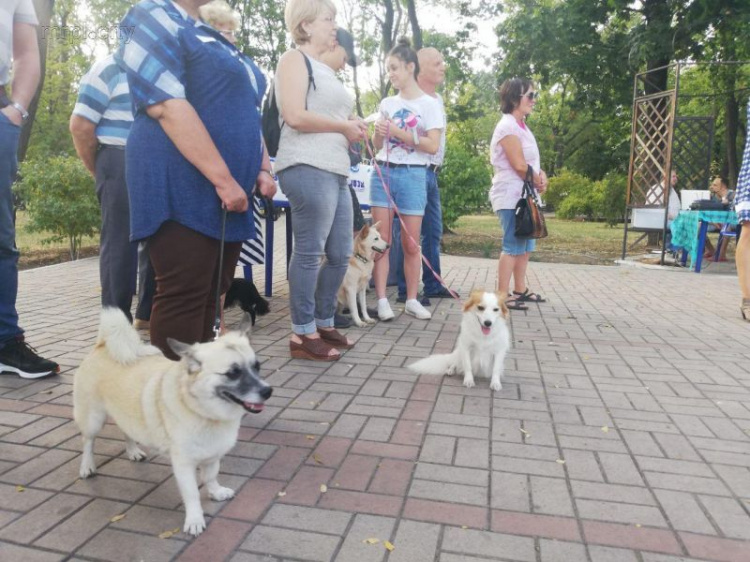 Владельцы беспородных собак собрались на фестиваль в Мариуполе (ФОТО)